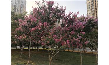 夏秋季節，錫城首次驚現紫薇花開美景